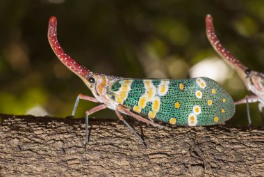 Lanternflies hata 