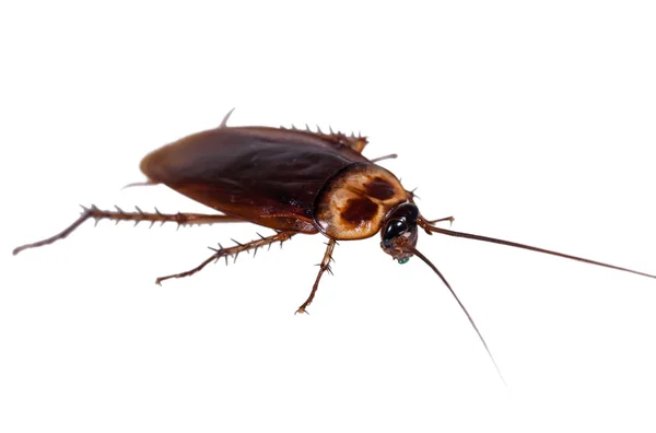 白い背景の上 cockroache — ストック写真
