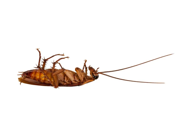 La cucaracha muerta —  Fotos de Stock