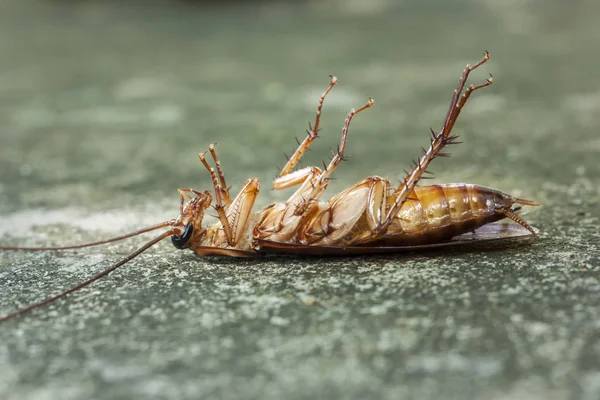 Döda kackerlackor — Stockfoto