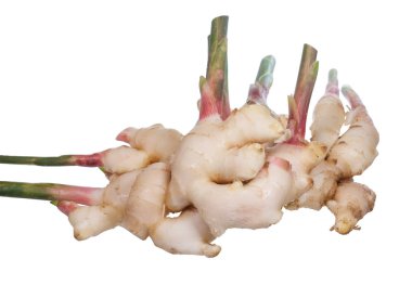 beyaz zencefil ya da genç zencefil