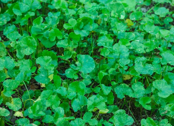 Asya pennywort yaprak — Stok fotoğraf