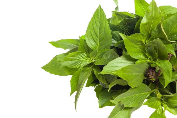 Bouquet of basil leaf — Stock Photo, Image