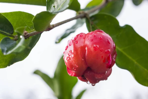 Acerola bitki ve meyve — Stok fotoğraf