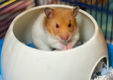 Tatlı hamsterlara kapalı.