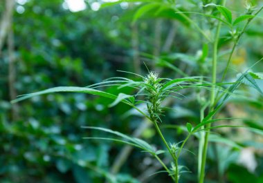 Kanabilerin yapraklarından, çiçeklerinden ve tohumlarından