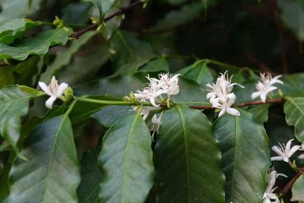 Bunga Kopi Dan Daun Pada Cabang — Stok Foto