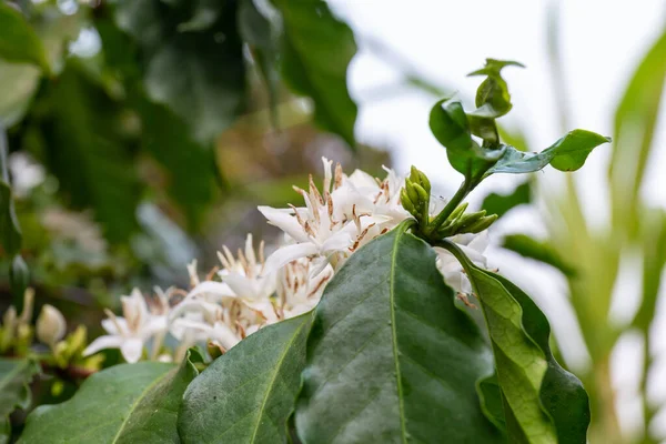 分枝上有花和叶子的咖啡植物 — 图库照片