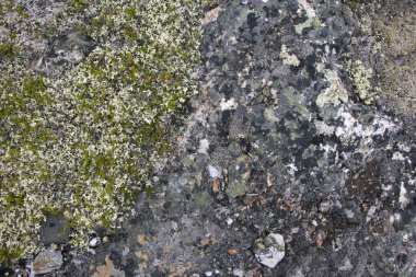 Taşlardaki yosunlar