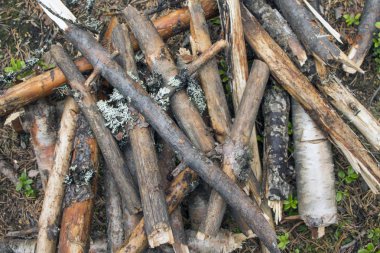 Yakacak odun dal dal çim desen arka plan üzerinde