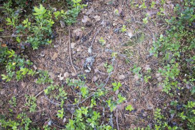 Orman zemininde çam kozalakları ve dallar