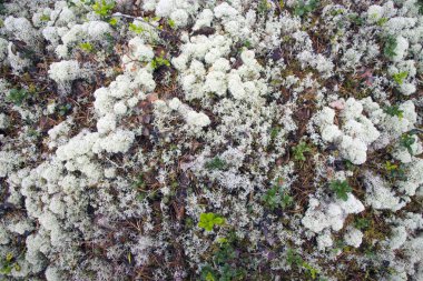 Yaprakları ve dalları üzerinde yosun