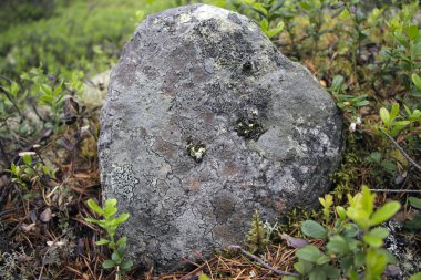 Bir taş bitki ve yosun arasında