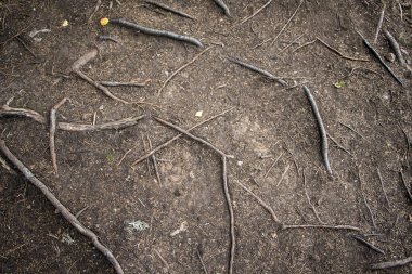 Ağaç kökleri orman katta 