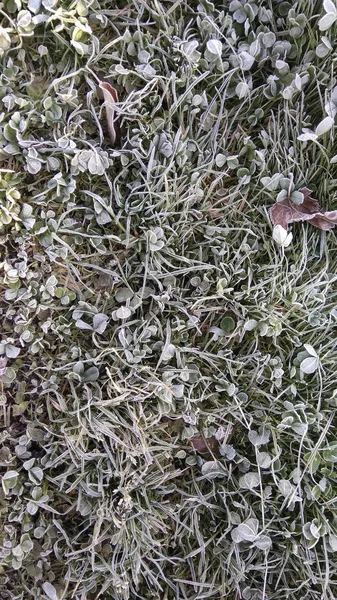 Παγετός το πρωί χόρτο — Φωτογραφία Αρχείου
