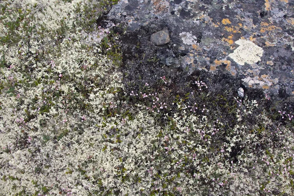 El musgo en las piedras — Foto de Stock