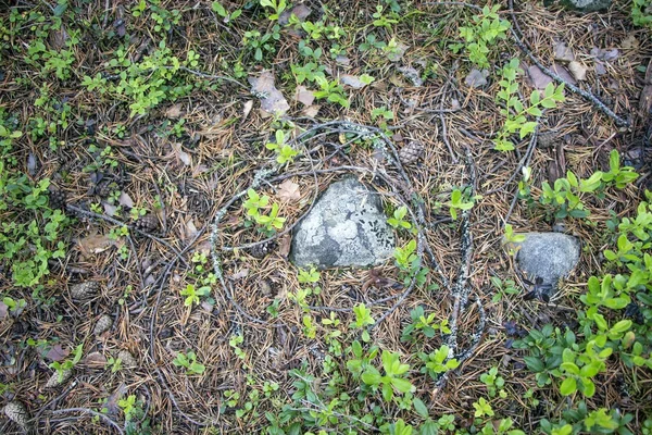 Dennenappels, de twijgen en de stenen op de bosbodem — Stockfoto