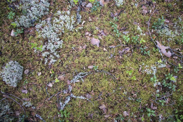Conos de pino y ramitas en el suelo del bosque de musgo — Foto de Stock