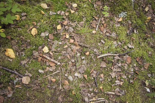 Hojas y ramitas en el suelo del bosque — Foto de Stock