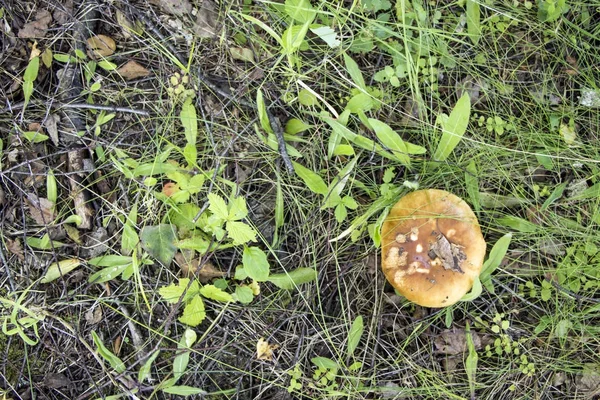 Cogumelos, folhas e galhos no chão da floresta — Fotografia de Stock