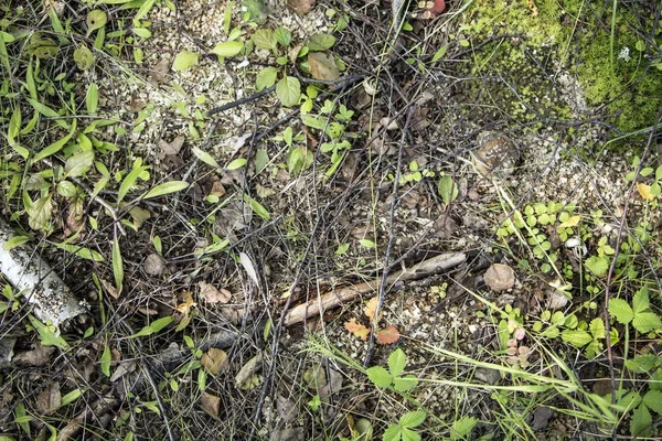 Folhas e galhos no chão da floresta — Fotografia de Stock