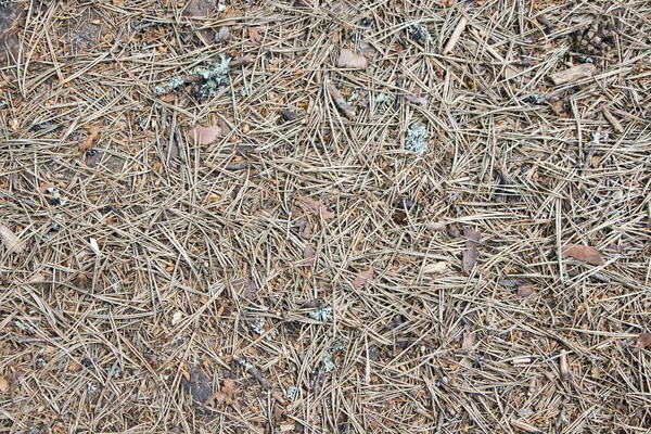Cono de pino y ramitas en el suelo del bosque — Foto de Stock