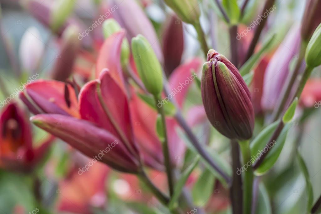 SergioGarsia