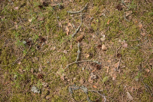 Dennenappels Twijgen Bosbodem — Stockfoto