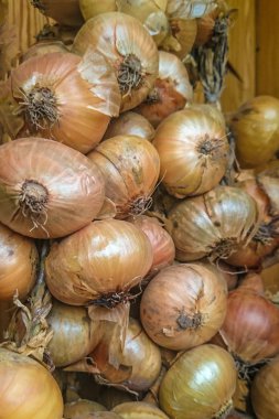 Marketin sebze reyonunda ya da kilerde bir avuç soğan. Sarı kuru kabuklardaki çiğ soğanların altın başlarını bir fidan ağacından bağlamak. Sonbahar hasat mevsimi konsepti.