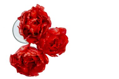 Beyaz arka planda izole edilmiş bir buket kırmızı çiçek. Üç kırmızı şakayık lale. Çiçek hediye konsepti. Sevgililer Günü ve Anneler Günü kavramı. Mesajın için yer aç. Minimum bileşim. Üst görünüm.