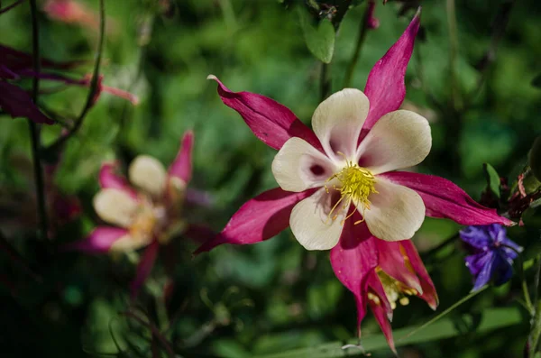 Virágos Koncepció Közelkép Rózsaszín Aquilegia Hibrida Egy Zöld Levelek Kertben — Stock Fotó