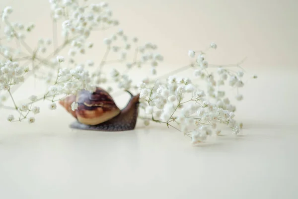 Dark brown Achatin with a spiral shell crawls among beautiful white flowers on a bright, clear day. Extreme close up macro healing mucus and anti-aging slime of Giant Snail. Air beauty with copy space