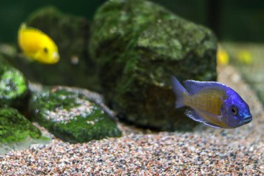 Küçük mavi balık okyanusun dibinde veya akvaryumda yüzerken, onu bulanık sarı bir balık izler. Metin için ücretsiz kopyalama alanı olan yan görünüm