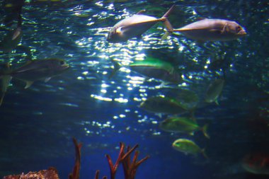 Gri ve yeşil balıklardan oluşan bir grup aşağıdan vuruldu. Güneş ışınları suda kırılır ve suyu aydınlatırlar. Okyanusun sualtı bitki örtüsü ve faunası. Arkaplandaki metin için boş kopya alanı