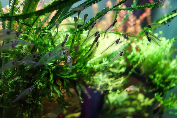 Im Ozean schwimmen vor dem Hintergrund von Meerespflanzen viele durchsichtige kleine Fische. Kopierraum — Stockfoto