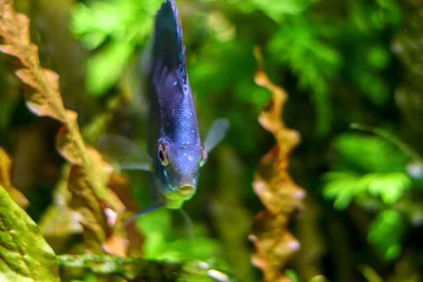 Il pesce azzurro nuota nell'oceano su uno sfondo verde sfocato di vita acquatica. Effetto Bokeh, ritratto di pesce. Copia spazio — Foto Stock