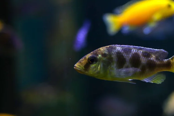 Gelbe und blaue Fische mit Schatten, der seitlich auf dem dunklen Meeresgrund schwimmt. Freier Kopierraum rund um Fische — Stockfoto