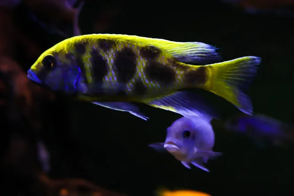 Alışılmadık renkte benekleri olan balıklar yan yana yüzer. Oceanic Flora ve Fauna, su altında yaşam. Bokeh etkisi, bulanık koyu arkaplan, balık portresi. Metin için ücretsiz kopyalama alanı olan yan görünüm — Stok fotoğraf