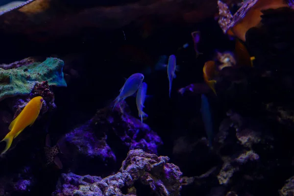 Pflanzen und Fische am Grund des Ozeans. Flora unter Wasser, Meeresleben. Freiraum für Text — Stockfoto