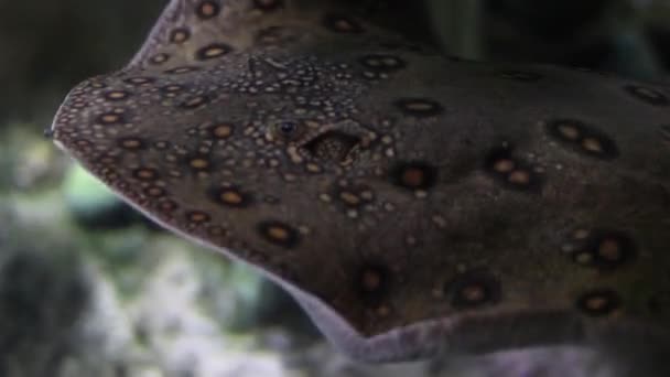 Ein gefleckter Stachelrochen schwimmt vor der Kamera unter Wasser schnell zur Seite — Stockvideo