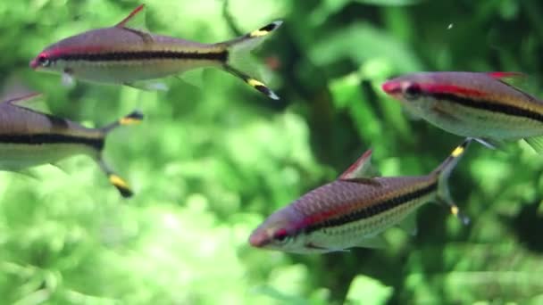 Grupo Peces Colores Sobre Fondo Borroso Verde Flora Fauna Oceánica — Vídeo de stock