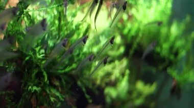 Şeffaf küçük balıklar suda bulanık yeşil bir zeminde yüzerler. Bulanık ile Bokeh etkisi. Seyahat için deniz görüntüleri ya da dalış ile ilgili metinler. Boşluğu kopyala