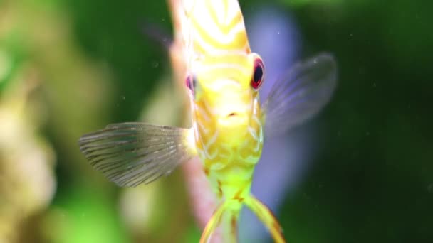 Orange Fish White Stripes Blurry Background Close Floats Meets Another — Stock Video