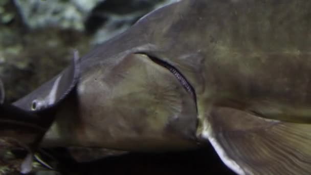 一条灰色的大鱼和海里的其他鱼一起漂浮在洋底 水下的正常日常生活 — 图库视频影像