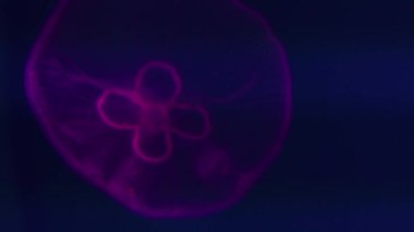 Denizci görüntüleri. Menekşe arkaplanda, arka planda ay ışığı olan saydam bir denizanası. Mor jöle. Boşluğu kopyala