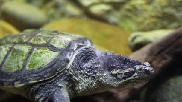 Stor Vacker Sköldpadda Simmar Bakom Glas Ett Akvarium Vatten Närbild — Stockvideo