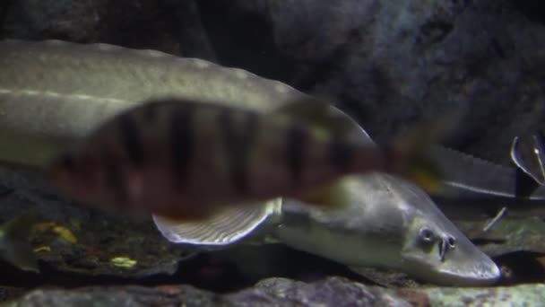 Enorme Peixe Cinzento Com Uma Cabeça Grande Nada Fundo Oceano — Vídeo de Stock