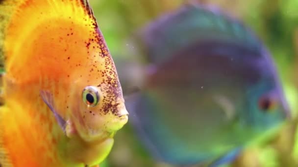 Close Orange Fish Looking Side View Camera Blurred Background Portrait — Stock Video