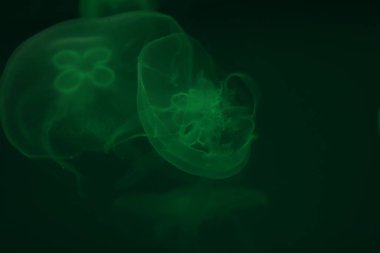 Turizm ve sualtı dalışı. Okyanusta yaşam. Okyanustaki Ay Denizanası suyun yeşil ışık arka planında. Şeffaf jelin etrafına boşluk kopyala