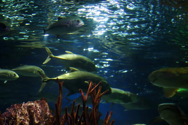 Fishes underwater, shot from below. Sun rays refracted in water and illuminate the water. Underwater flora and fauna of the ocean. Copy space for background